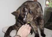 c_lick_th.jpg (11049 bytes)