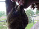 c_licks3_th.jpg (10652 bytes)