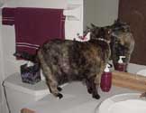 c_mirror_th.jpg (10512 bytes)