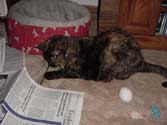 c_paperpounce_th.jpg (11032 bytes)