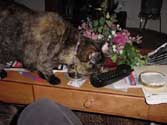 c_phone_th.jpg (12592 bytes)