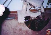 c_play2_th.jpg (11852 bytes)