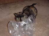c_plbag_th.jpg (9465 bytes)