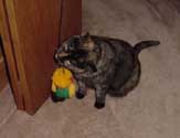 c_squeaky1_th.jpg (9039 bytes)