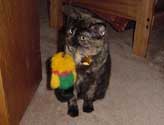 c_squeaky2_th.jpg (9573 bytes)