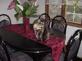 c_tablepose_th.jpg (12776 bytes)