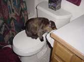 c_toilet_th.jpg (10913 bytes)