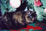 c_tree2_th.jpg (15148 bytes)