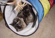 c_tunnelplay2_th.jpg (12186 bytes)