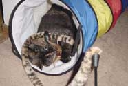 c_tunnelplay3_th.jpg (12455 bytes)