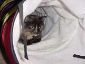 c_tunnelstalk_th.jpg (10451 bytes)