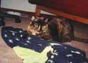 coco1_th.jpg (12322 bytes)