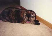 coco2_th.jpg (9542 bytes)