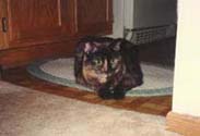coco3_th.jpg (10004 bytes)