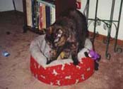 coco4_th.jpg (12832 bytes)