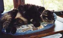 coco91_th.jpg (12994 bytes)