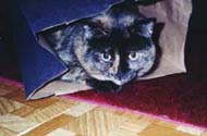 cocobag_th.jpg (12721 bytes)