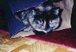 cocoturnheadbagAnimation.gif (13697 bytes)