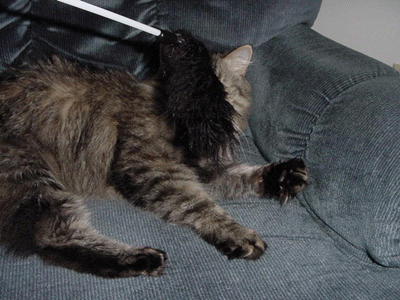 featheranim.gif (571623 bytes)