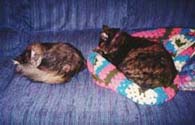 girls1_th.jpg (13357 bytes)
