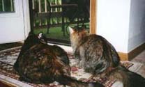 girls95_th.jpg (13318 bytes)