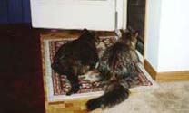 girls96_th.jpg (11073 bytes)