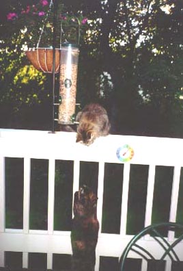 girls97.jpg (30649 bytes)