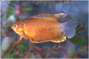 gourami_sunset.gif (24775 bytes)