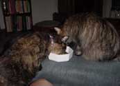 meal1_th.jpg (9882 bytes)