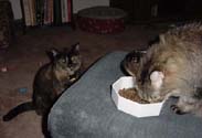 meal3_th.jpg (10635 bytes)