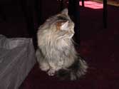 r_bag1_th.jpg (8724 bytes)