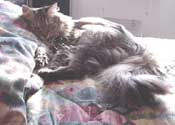 r_bedsprawl_th.jpg (11528 bytes)