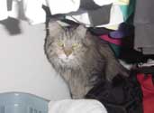 r_closetplay_th.jpg (10094 bytes)