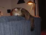 r_couchsprawl2_th.jpg (9048 bytes)