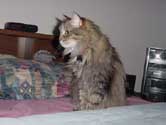 r_ihearafly_th.jpg (10081 bytes)