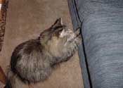 r_plays2_th.jpg (9876 bytes)