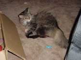 r_plays6_th.jpg (9860 bytes)