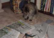 r_pounce_th.jpg (11348 bytes)
