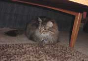 r_rug1_th.jpg (10094 bytes)