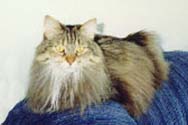 ral_sofa_th.jpg (11212 bytes)