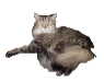 raleighupdowAnimation.gif (8640 bytes)