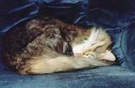 ralnap_th.jpg (12139 bytes)