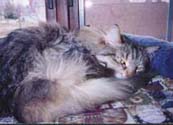 ralnaps_th.jpg (12679 bytes)