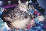 ralsham_th.jpg (14689 bytes)