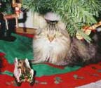 raltree1_th.jpg (14472 bytes)