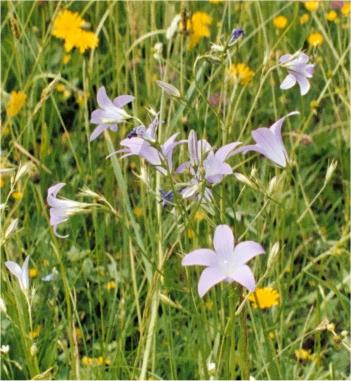 flowers in the meadow