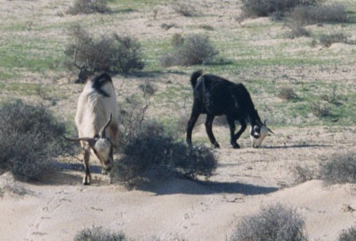 goats in the sand dunes below Corralejo