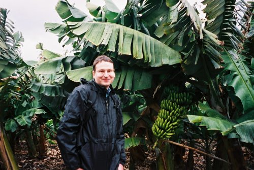 In a banana plantation