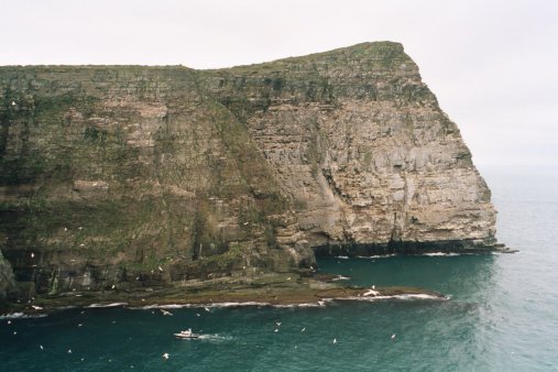 Isle of Noss - Gannetry