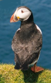 Puffin looking over shoulder